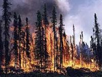 Medvedev avisa: Não pode haver crise de incêndios florestais. 14923.jpeg
