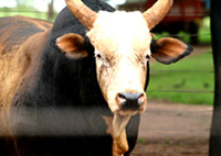 No Brasil foi clonado o touro muito famoso
