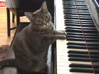 Gata toca piano com duas patas