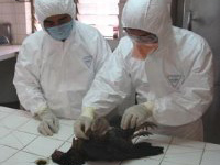 Indonésia não quer compartilhar seu vírus aviário com OMS