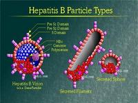 Portadores de hepatite B crônica terão novos tratamentos pelo SUS