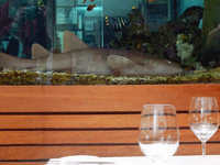 Restaurante brasileiro multado por manter tubarão no aquário