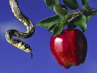 A serpente e a maçã. 25081.jpeg