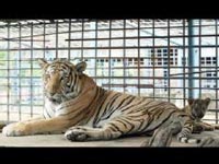 A tigre escapa da jaula do zoológico e mata visitante