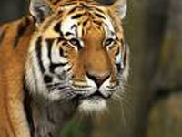 Ele era luso-brasileiro, a vítima de tigre nos EUA
