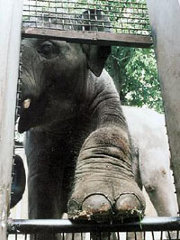 Elefanta mata uma funcionária em parque zoológico em Moscovo
