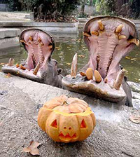 Zoológico comemora Halloween oferecendo abóboras aos animais.