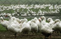 O novo tipo da vacina contra gripe das aves está em elaboração na Rússia