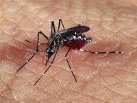 Campanha de combate à dengue já mobiliza áreas prioritárias