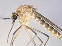 Coartem: novo medicamento contra a malária simples
