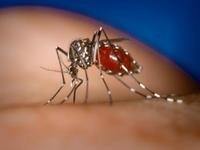 Médicos venezuelanos e cubanos avaliam ações de combate à dengue