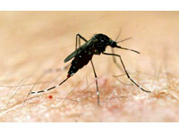 Já é recorde o número de mortes por dengue em 2008