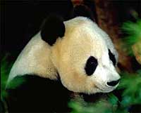 UNESCO vai proteger as pandas
