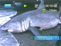 Tubarão branco capturado no mar congelado da Rússia