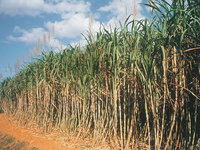 Cana-de-açúcar não poderá ser plantada na Amazônia