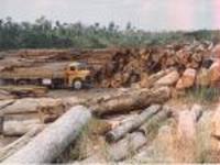 ONGs lançam iniciativa inédita pelo fim do desmatamento na Amazônia