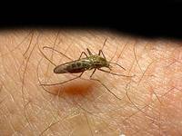 Casos de malária caíram quase 25% em dois anos