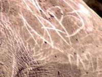 Declaração de amor nas costas do rinoceronte (foto)