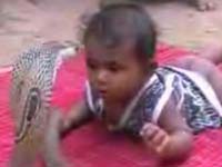 Criança luta com cobra (vídeo)