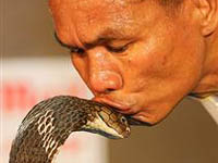 Tailandês beijou 19 serpentes venenosas para bater recorde