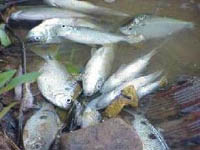 Morte de peixes do Rio dos Sinos: qual é a razão?