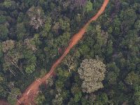 Deputados de Rondônia retiram proteção de mais de 200 mil hectares de florestas públicas. 35315.jpeg Deputados de Rondônia retiram proteção de mais de 200 mil hectares de florestas públicas. 35315.jpeg
