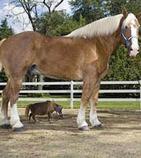 Guiness organizou encontro de menor e maior cavalo do mundo