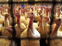 54ª morte por gripe aviária na Indonésia