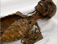 Múmia em leilão da internet eBay