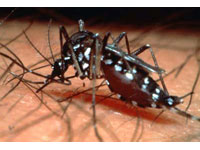 Os infectados de dengue no Rio superam 76 mil