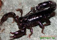 Homem saudita comeu 22 escorpiões