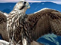 Dragão em voo, águia em pane. 34419.jpeg Dragão em voo, águia em pane. 34419.jpeg