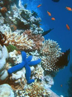 O aquecimento global destrói corais para sempre