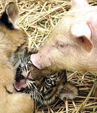 Na China porca cria filhotes de tigre (foto)