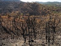 Portugal: PEV sobre os fogos florestais. 27503.jpeg