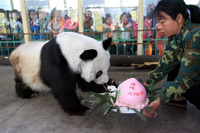 Panda mais velha do mundo comemorou seu 34º aniversário (foto)