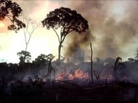 Conferência da ONU destaca plano brasileiro de redução do desmatamento
