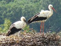Os Verdes Recomendam a Revisão da Carreira de Vigilante da Natureza. 34539.jpeg Os Verdes Recomendam a Revisão da Carreira de Vigilante da Natureza. 34539.jpeg