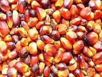 Unilever garante óleo de palma sustentável para as necessidades do seu negócio na Europa