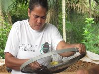 Quilombolas coletam recorde de sementes florestais para restaurar a Mata Atlântica. 34552.jpeg Quilombolas coletam recorde de sementes florestais para restaurar a Mata Atlântica. 34552.jpeg