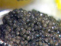 Amantes de caviar negro receberam boa notícia