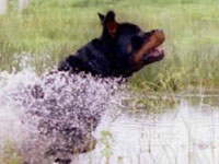 Ucraniana morreu atacada por quatro cães Rottweiler  em Sintra