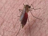 N&uacute;mero de casos graves de dengue cai 64%. 17627.jpeg