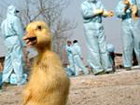 Vacina contra gripe das aves