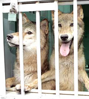 Duas fêmeas  de lobo clonadas na Coréia do Sul