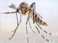 Combate à Dengue: um dever de todos (incluindo o prefeito)