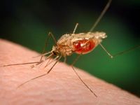 FLAD debate progressos na investigação da malária