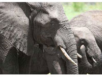 África do Sul retoma o sacrifício de elefantes para controlar o excesso desses animais