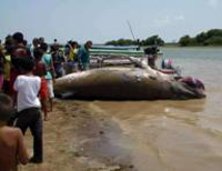 Ibama demorou muito no resgate da baleia no rio Tapajós