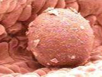 Cientistas fecundaram óvulos congelados sem  usar espermatozóides